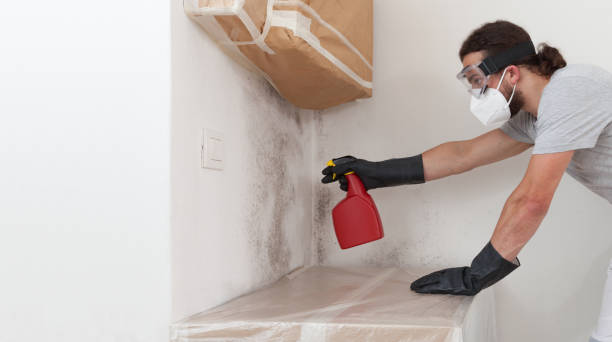 Basement Mold Remediation treatment on basement walls in Milroy